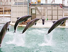 城崎マリンワールド